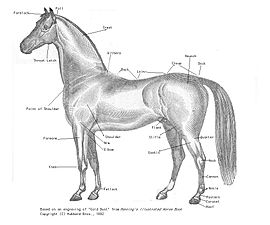 Diagram of a horse with some parts labeled.