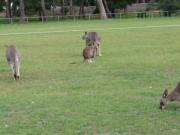 File:Kangaroos.ogv