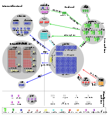 Diagram showing flow of data between Wikipedia's servers. Twenty database servers talk to hundreds of Apache servers in the backend; the Apache servers talk to fifty squids in the frontend.