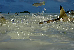 Many black-tipped dorsal fins visible above churning water, and a small fish mid-jump at the upper center