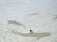 An expanse of clear water and white sand, and several sharks swimming with their black-tipped dorsal fins protruding above the water