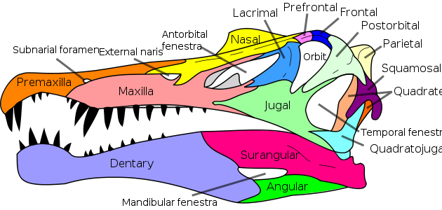 File:Spinosaurus skull en.svg