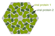 A cartoon showing several identical molecules of protein forming a hexigon