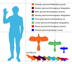 Archaeopteryx sizes ranging between about 25 and 50 cm long and between 25 and 60 cm in wingspan