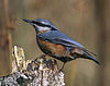 Eurasian Nuthatch (Sitta europaea) -modified.jpg