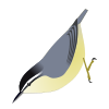 SittaWhiteheadi.svg