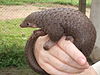 Tree Pangolin.JPG