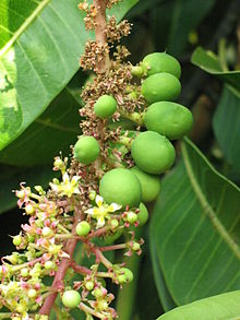 Close-up of a twig of the Alphonso mango tree carrying flowers and immature fruit, Deogad (or Devgad), Maharashtra, Valsad-Gujarat, India