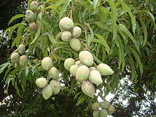 White oblong fruits on a background of much thin, but much longer leaves