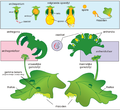 Marchantia cyclus.png