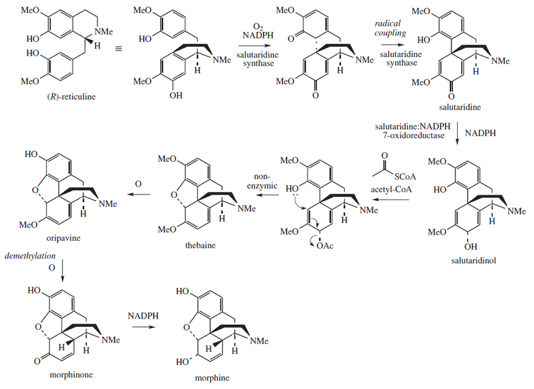 Morphine biosynthesis