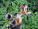 Squirrel monkey3.JPG