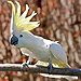 Cacatua galerita -perching on branch -crest-8a-2c.jpg