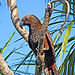 Kaka (Nestor meridionalis)- Wellington -NZ-8-2c.jpg