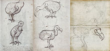 Several pages of a journal containing sketches of live and dead Dodos