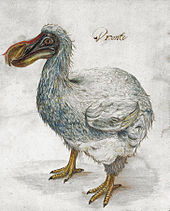 Painting of a grey Dodo, captioned with the word 