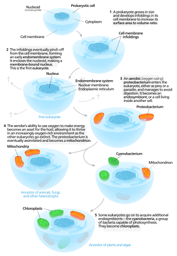 An autogenous model for the origin of eukaryotes.