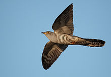 Common Cuckoo in flight, showing barred underparts