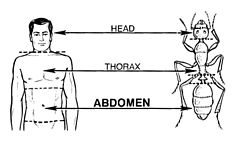 Abdomen (PSF).jpg