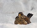 Turdus pilaris3.jpg