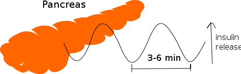 File:Pancreas insulin oscillations.svg