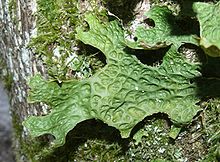 A green, leaf-like structure attached to a tree, with a pattern of ridges and depression on the bottom surface