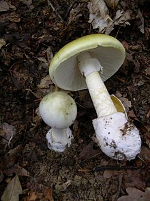 Two light yellow-green mushrooms with stems and caps, one smaller and still in the ground, the larger one pulled out and laid beside the other to show its bulbous stem with a ring