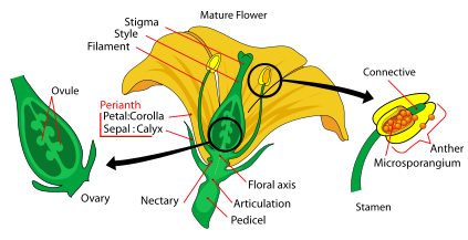 File:Mature flower diagram.svg