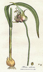 Allium sativum Woodwill 1793.jpg