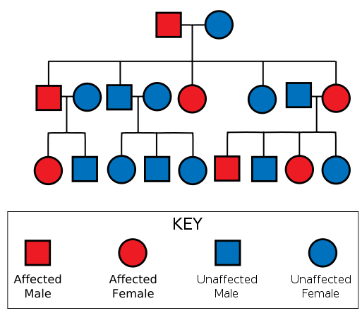 File:Autosomal Dominant Pedigree Chart2.svg