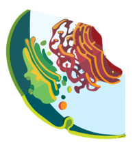 Diagram of an endomembrane system